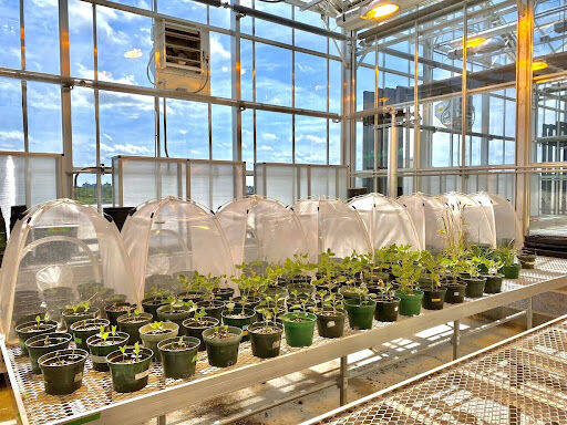 Photo of Soybeans in an Iowa State Entomology/Toxicology Research Lab.