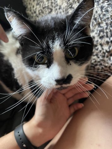 The ISD Editorial Board discusses what its like for college students who had to leave their pets behind when they came to Ames.One editorial board members cat, Oreo, is pictured above. 