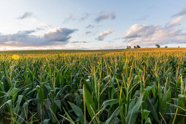Researchers at Iowa State are working to develop more hearty strands of corn for organic farming.