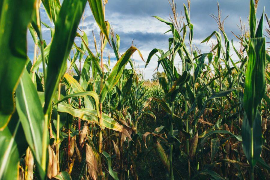 Letter writer Spencer Collins and other agriculture students explain why corn ethanol is the climate solution we need. 