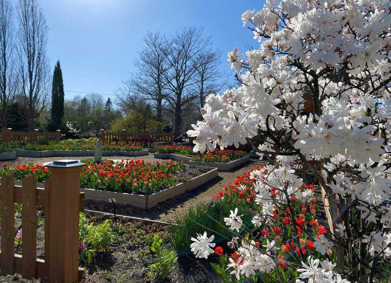 Reiman Gardens annual Spring Enchantment exhibit will return April 1. 