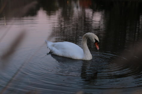 Swan on Lake LaVerne, October 19, 2016.