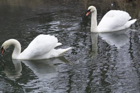 Lancelot and Elaine swim in Lake Laverne on Jan. 11, 2019.