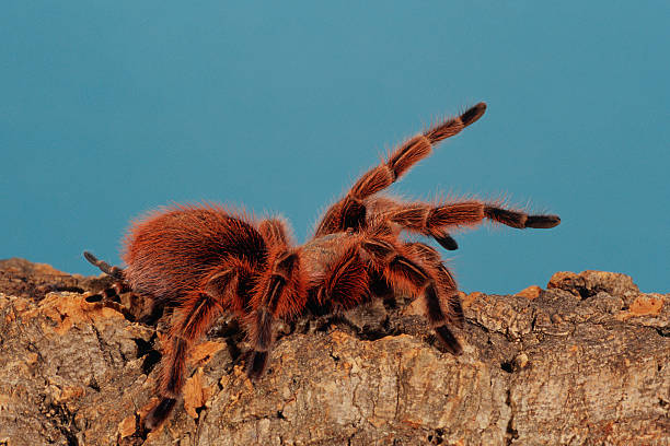 One of the fan favorites at the insect zoo is a Chilean Rose Hair Tarantula named Rosie.