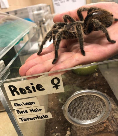 Rosie, the Chilean Rose Hair Tarantula is a crowd favorite among the Insect Zoos various species of insects and arthropods.