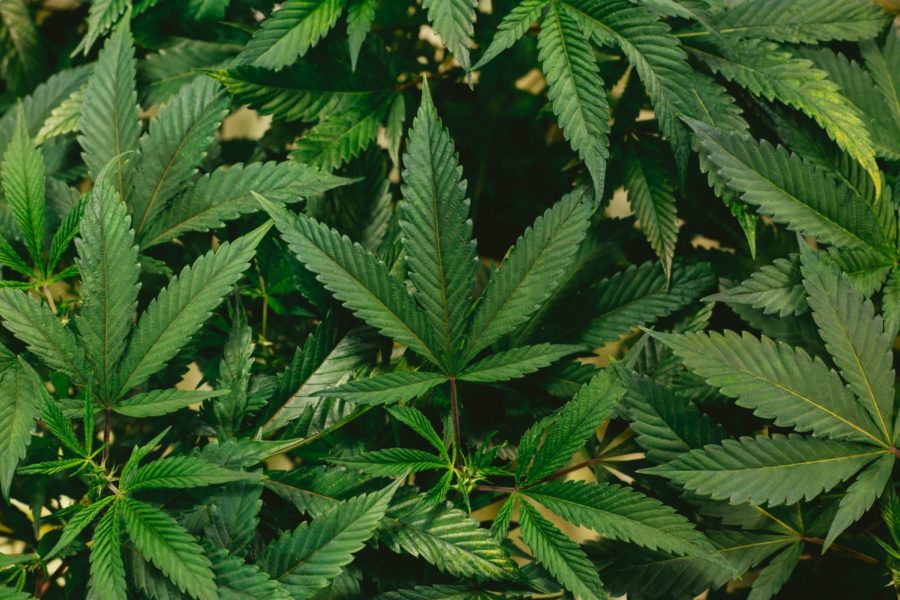 Cannabis plants contain CBD and THC.