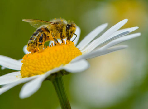 Iowa State researchers discovered colonies of an endangered species of bees living in central Iowa, helping to prevent the species from going extinct.