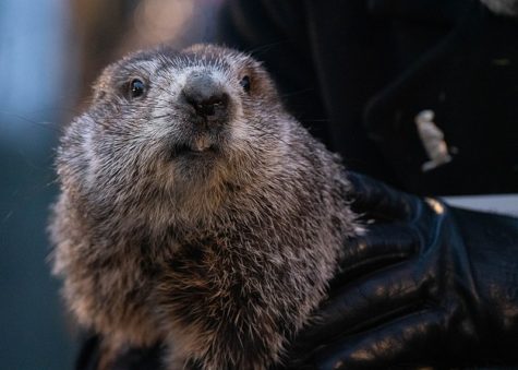 For those who value warmer weather, Punxsutawney Phil holds their world in his hands. 