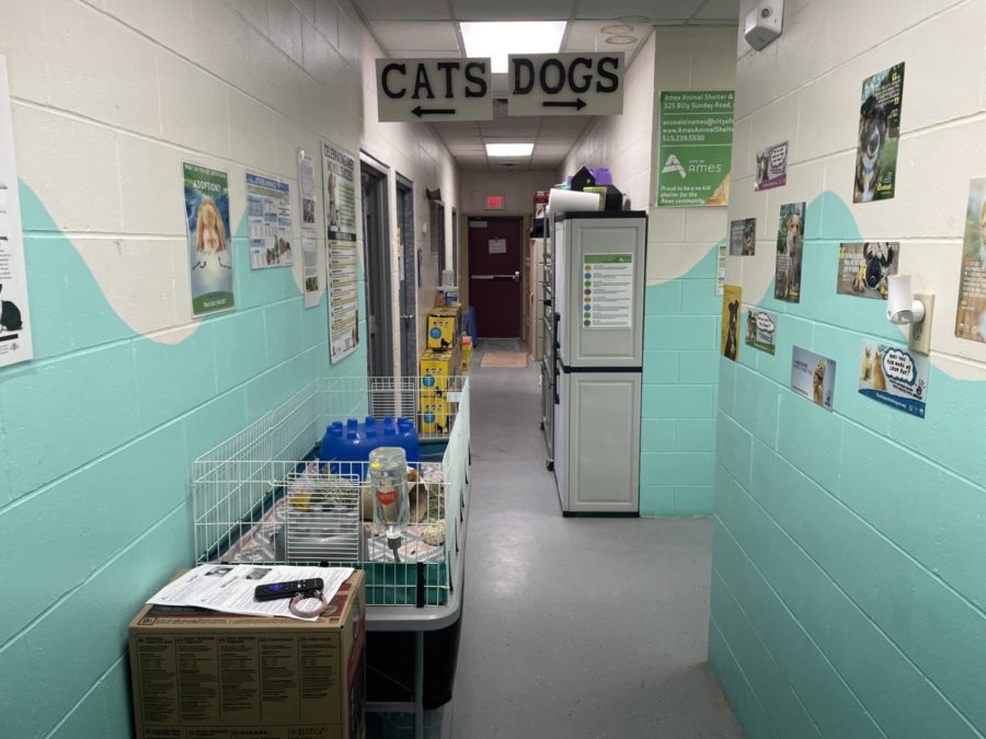 Twyla Anderson, a regular volunteer at the Ames Animal Shelter, said there are guinea pigs in the hallway because there is no other place to put them.