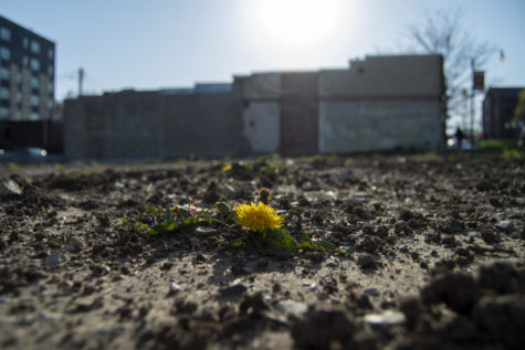 A dandelion pokes through the dirt in the empty lot of 2516 Lincoln Way, Ames, IA, on Wednesday, April 26, 2023. 