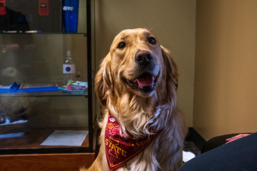 2-year-old therapy dog Zoey posing for the camera in Hamilton Hall 