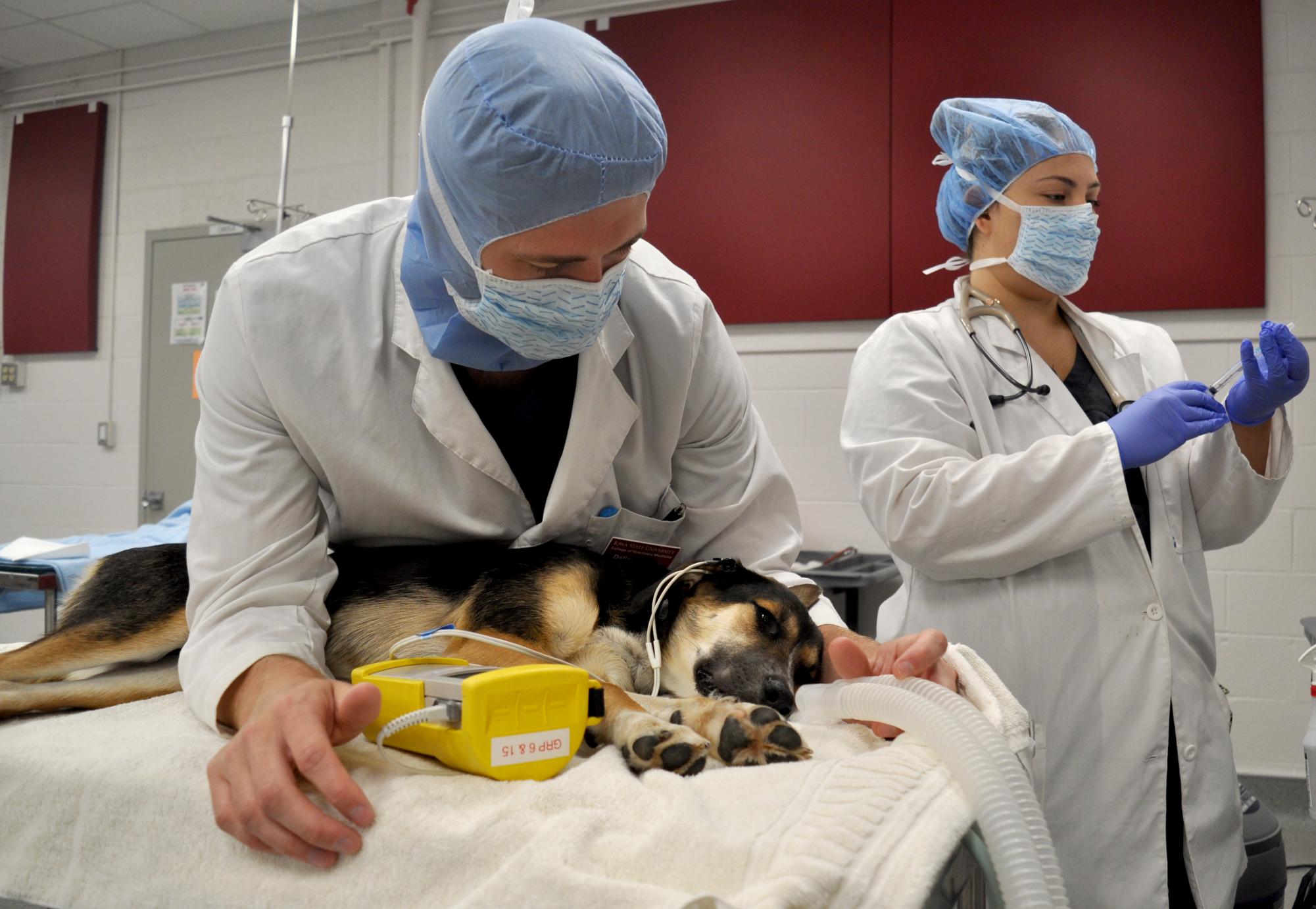 Students at the College of Veterinary Medicine operate on a dog, practicing skills learned in their coursework. 