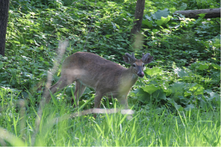 Deer are often dispersed throughout Ames’ wooded areas. Pictured is one buck in the woods near Ames High School and Furman Aquatic Center.