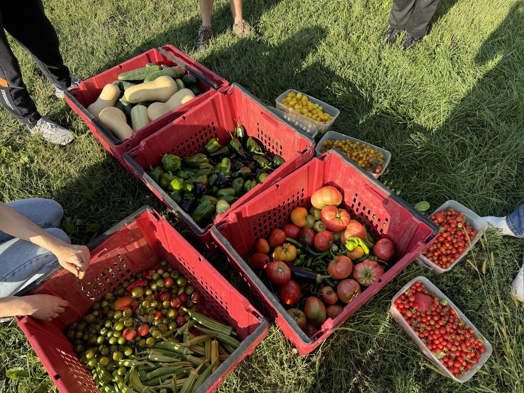 Produce from Good Earth Student Farm. Photo courtesy of Good Earth Student Farm.