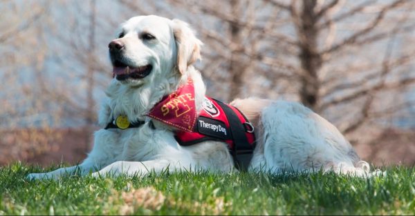 Zosia, ISUPD's certified therapy dog passed away Dec. 2, 2024. 