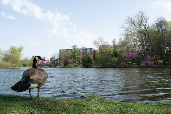 A goose on the shore of Lake LaVerne on April 28, 2025, Iowa State University, Ames, Iowa.