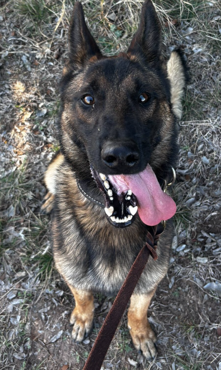 K9 Zak, the first ISUPD K9. Photo courtesy of the Iowa State University Police Department Facebook page. 