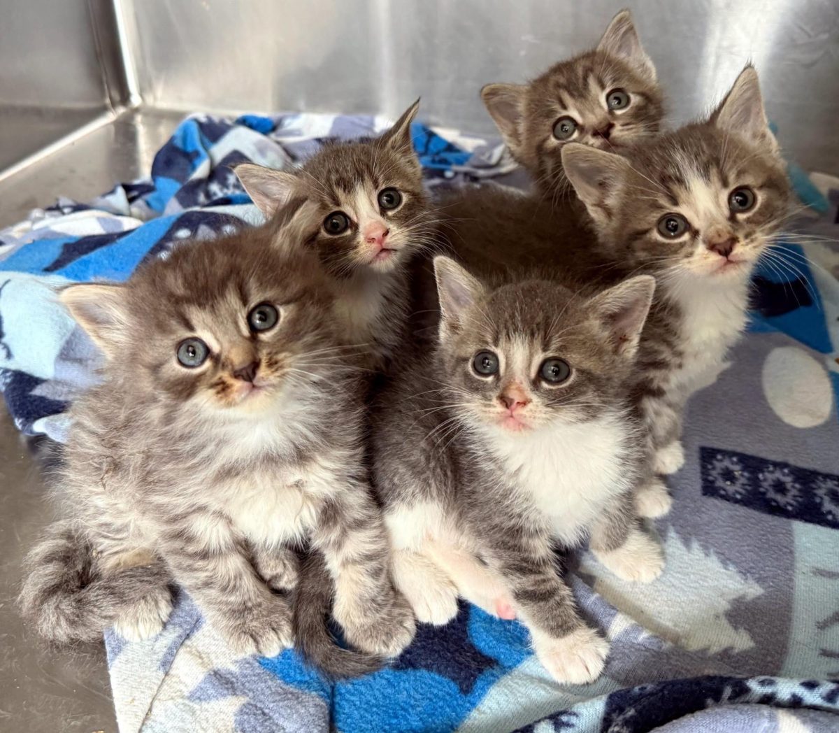 Courtesy of Animal Rescue League of Iowa's Facebook page