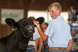 An exhibitor shows a cow at the Story County Fair beef show in Nevada, Iowa, July 17, 2026.